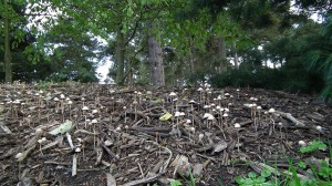 Kew Gardens mushrooms      